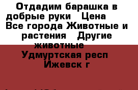 Отдадим барашка в добрые руки › Цена ­ 1 - Все города Животные и растения » Другие животные   . Удмуртская респ.,Ижевск г.